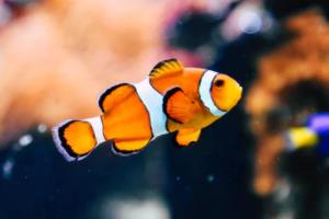 山东鲁能主场大胜，斩获三连胜实力再现